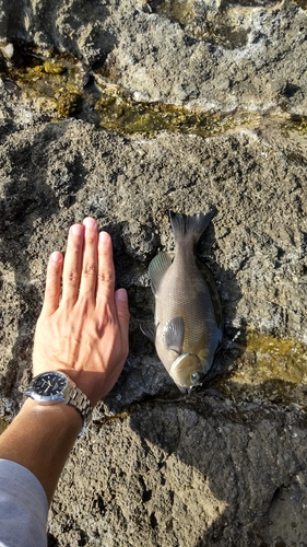 メジナの釣果