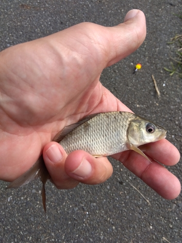 コイの釣果