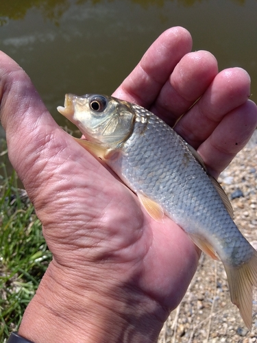 コイの釣果