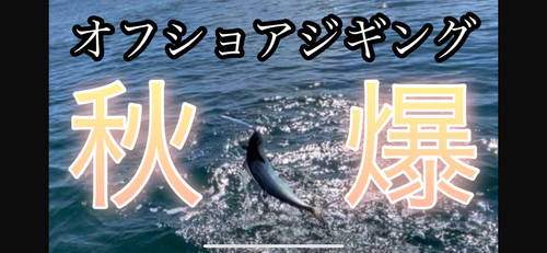 ハマチの釣果