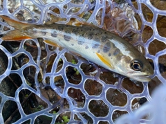 アマゴの釣果