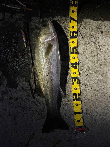 シーバスの釣果