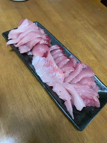 ハガツオの釣果