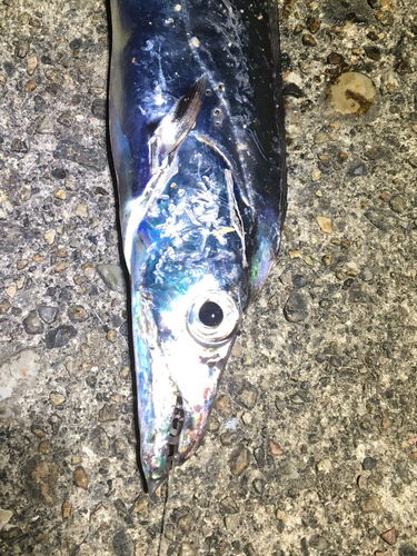 タチウオの釣果