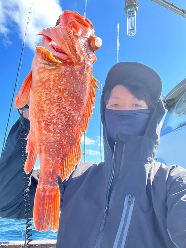 アオハタの釣果