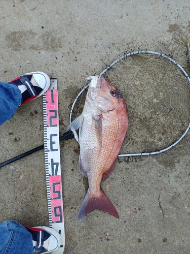 マダイの釣果