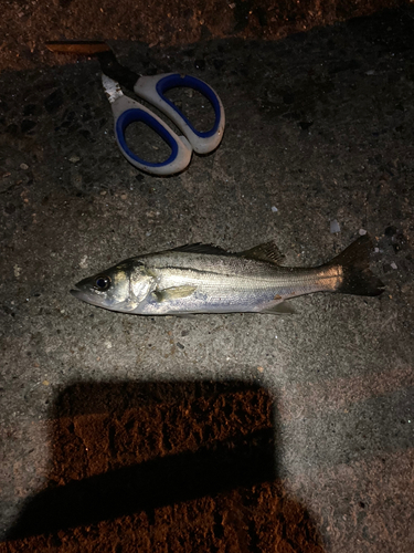 セイゴ（マルスズキ）の釣果