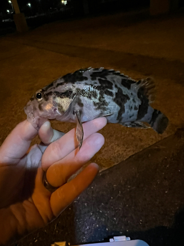 タケノコメバルの釣果