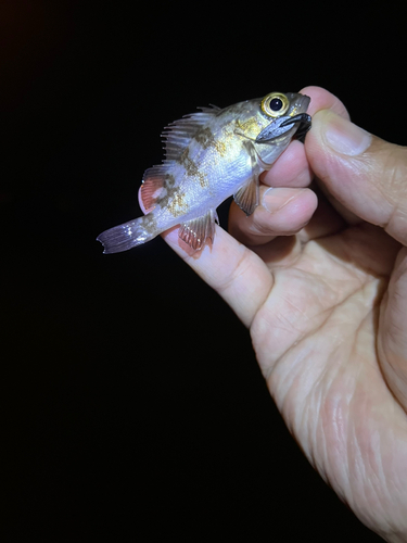 メバルの釣果