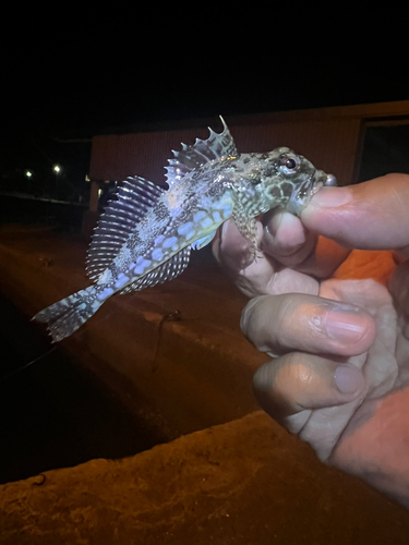 アサヒアナハゼの釣果