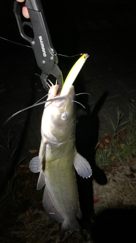 ナマズの釣果