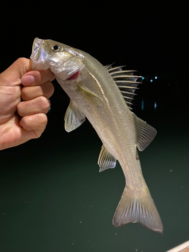 セイゴ（マルスズキ）の釣果