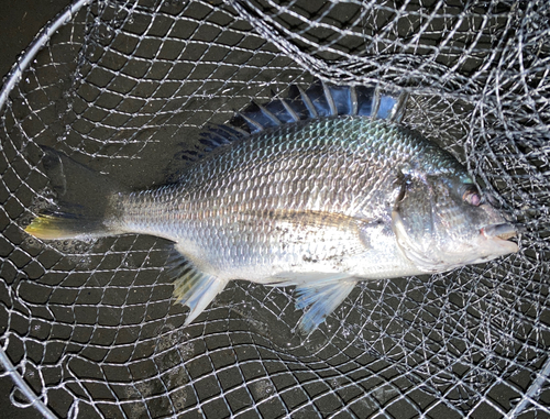 キビレの釣果