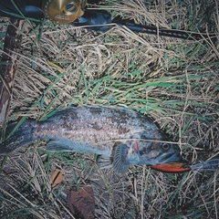 クロソイの釣果