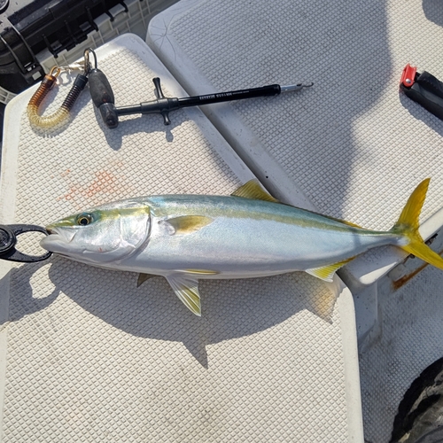 イナダの釣果