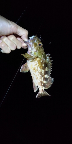 タケノコメバルの釣果