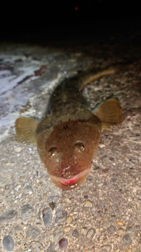 マゴチの釣果