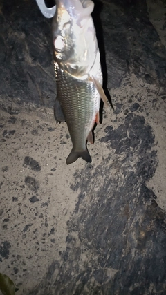 ニゴイの釣果