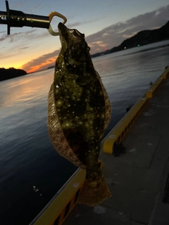 ヒラメの釣果