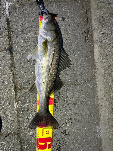 シーバスの釣果