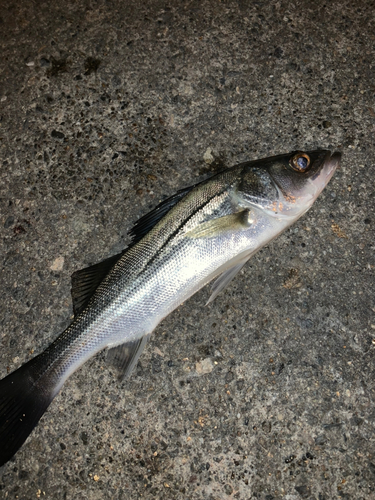 セイゴ（マルスズキ）の釣果