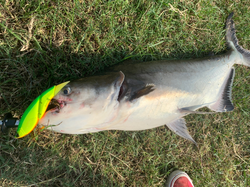 メコンオオナマズの釣果