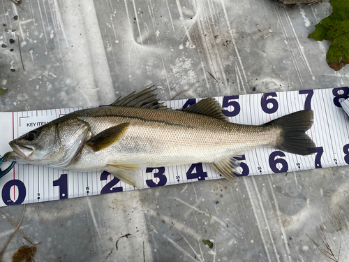 シーバスの釣果