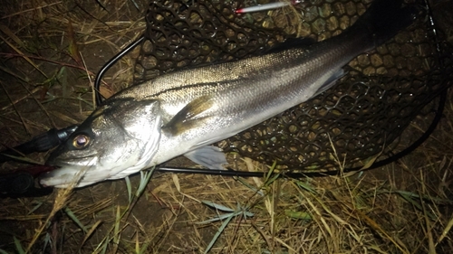 スズキの釣果