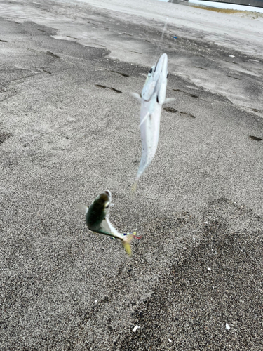 サバの釣果