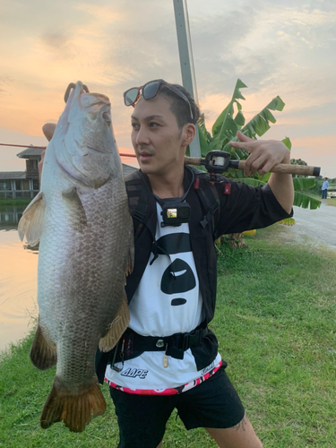 バラマンディの釣果