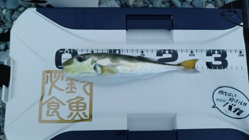 フグの釣果