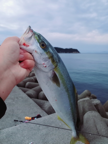 ツバスの釣果