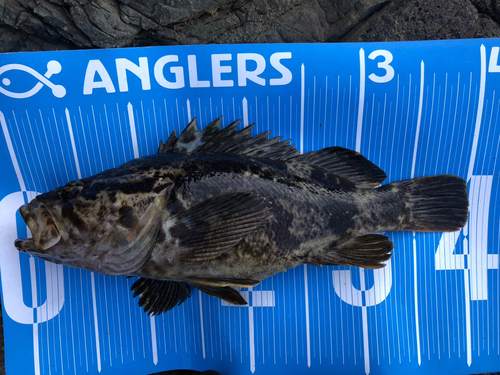 ベッコウゾイの釣果