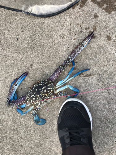 タイワンガザミの釣果