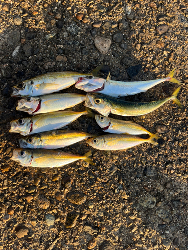 アジの釣果