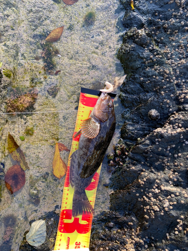 アイナメの釣果