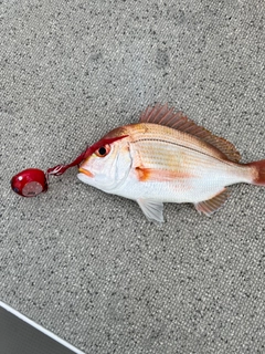 レンコダイの釣果