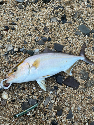 カンパチの釣果