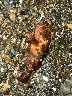 カサゴの釣果