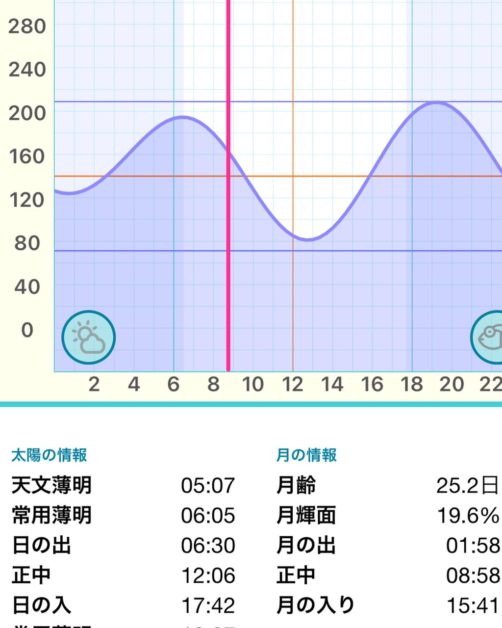 アオリイカ