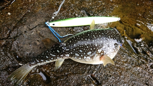 クサフグの釣果