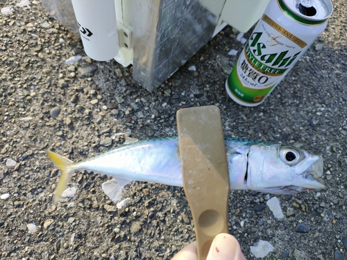 サバの釣果