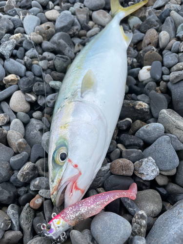 イナダの釣果