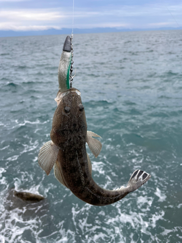 マゴチの釣果