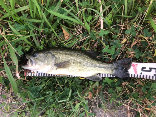 ブラックバスの釣果