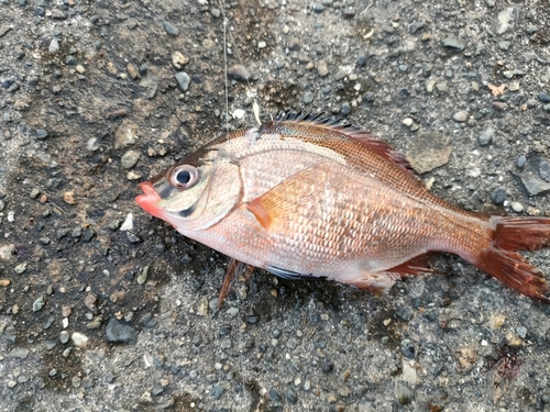 ウミタナゴの釣果