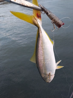 ヤズの釣果