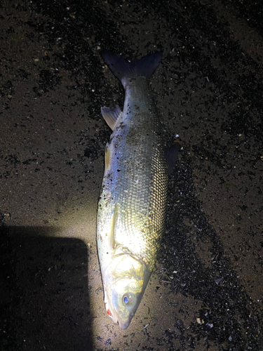 マルタウグイの釣果