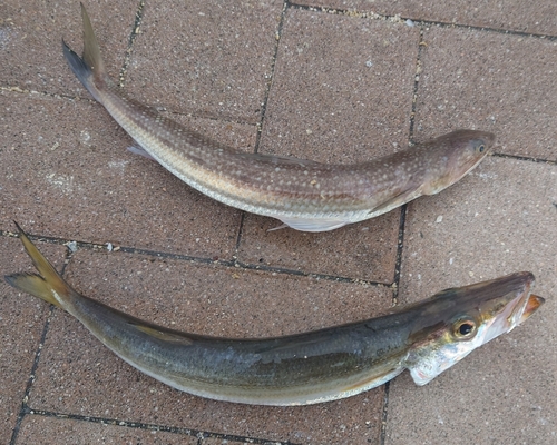 カマスの釣果