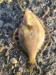 マツカワの釣果